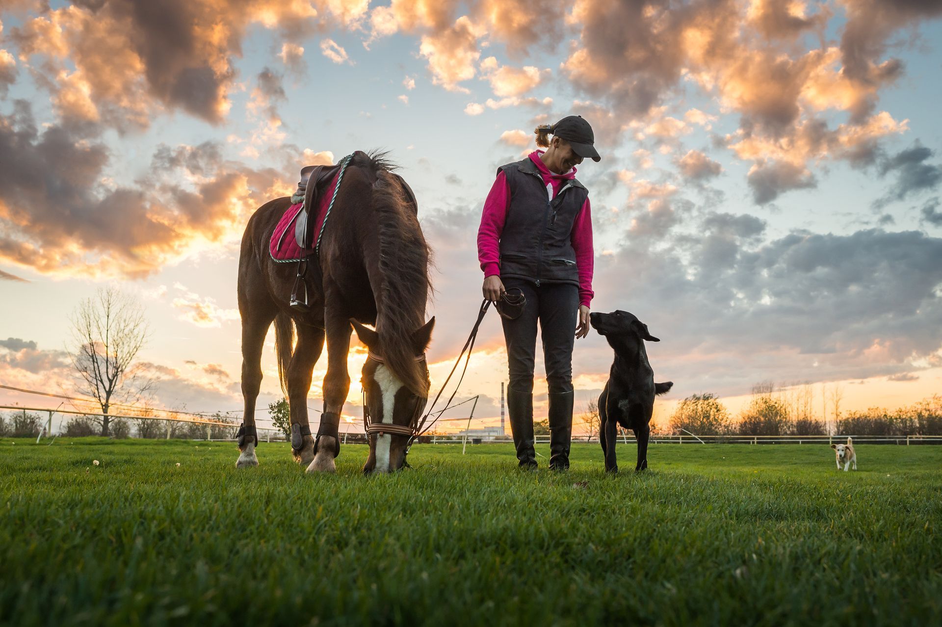 Eine Frau geht mit einem Pferd und einem Hund auf einem Feld spazieren.