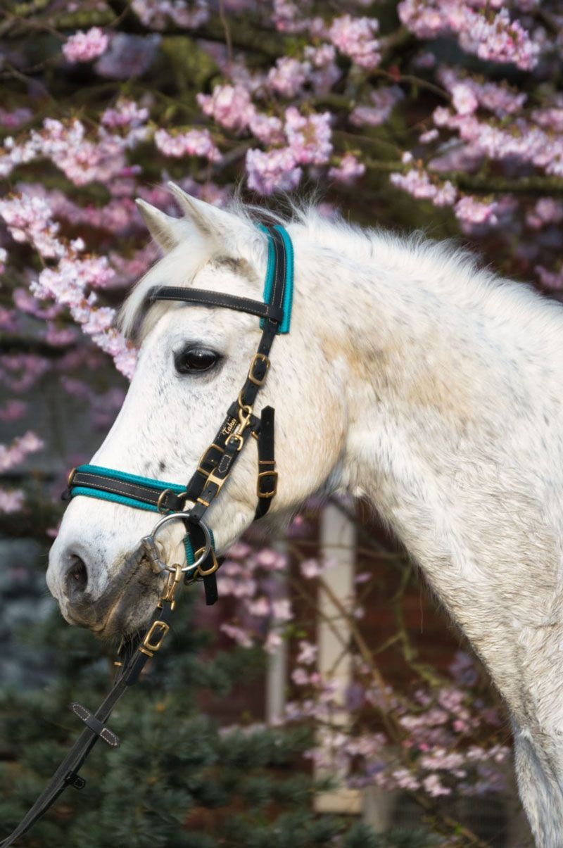 Eine Person führt ein weißes Pferd an der Leine auf einem Feld.