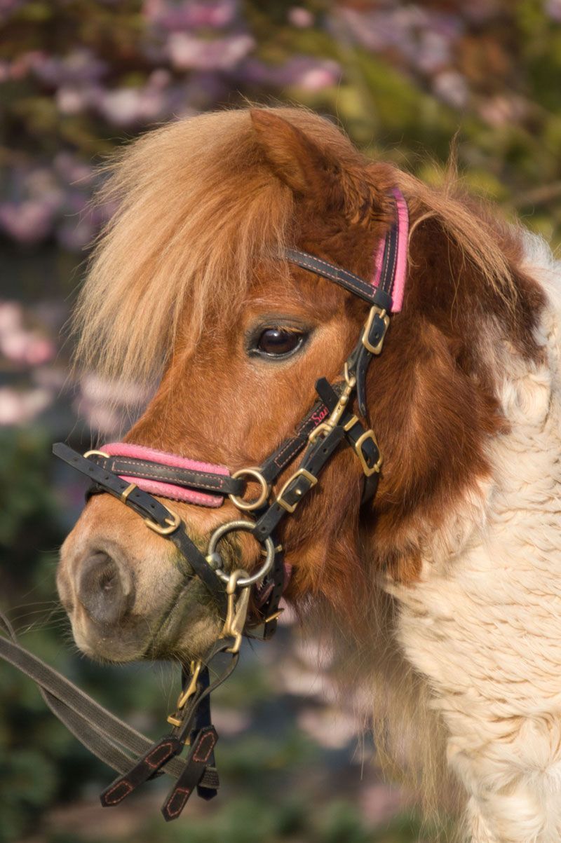 Ein braun-weißes Pony mit schwarzem Zaumzeug liegt da