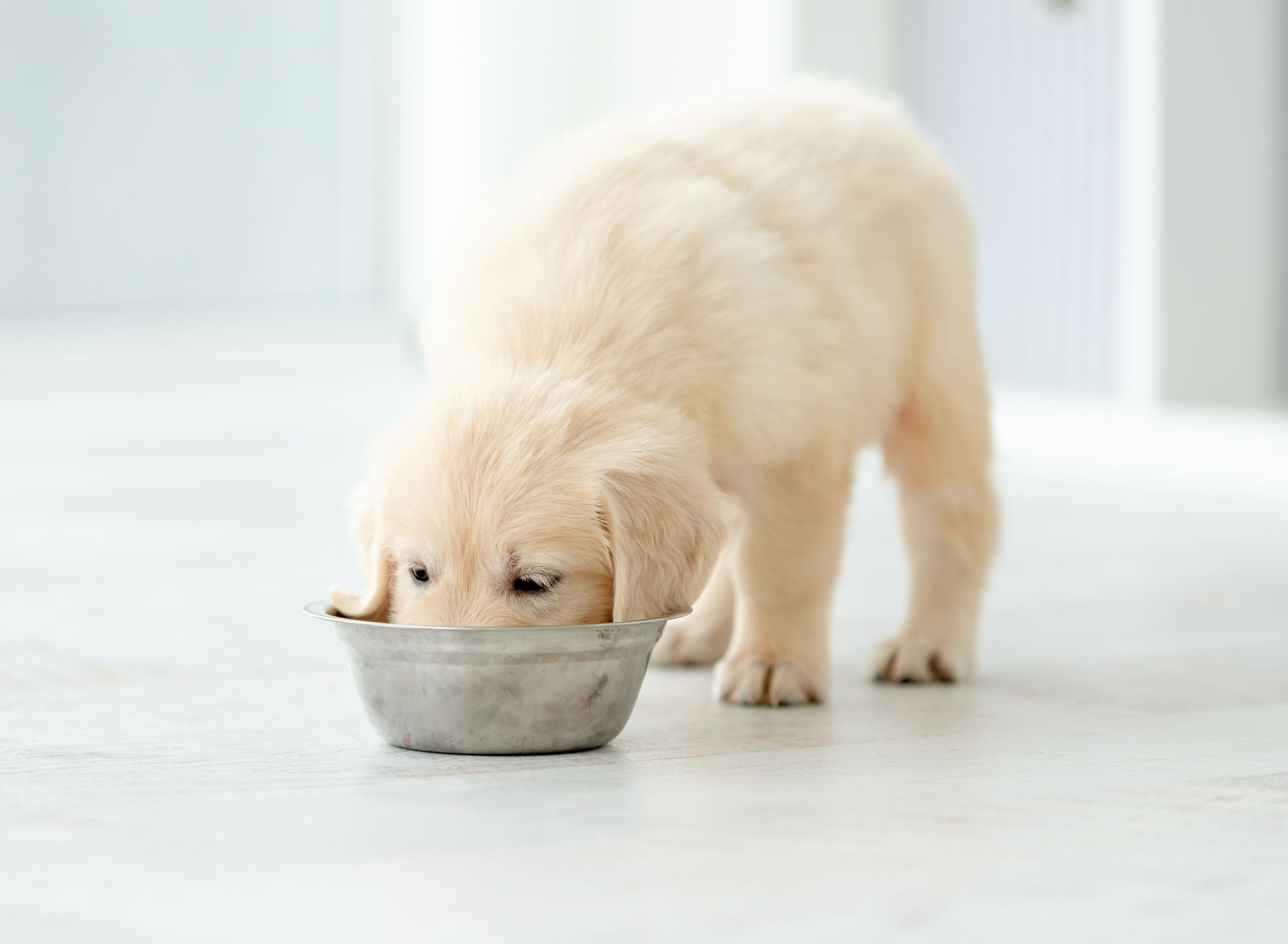 Photo de jeune chien en train de manger. 