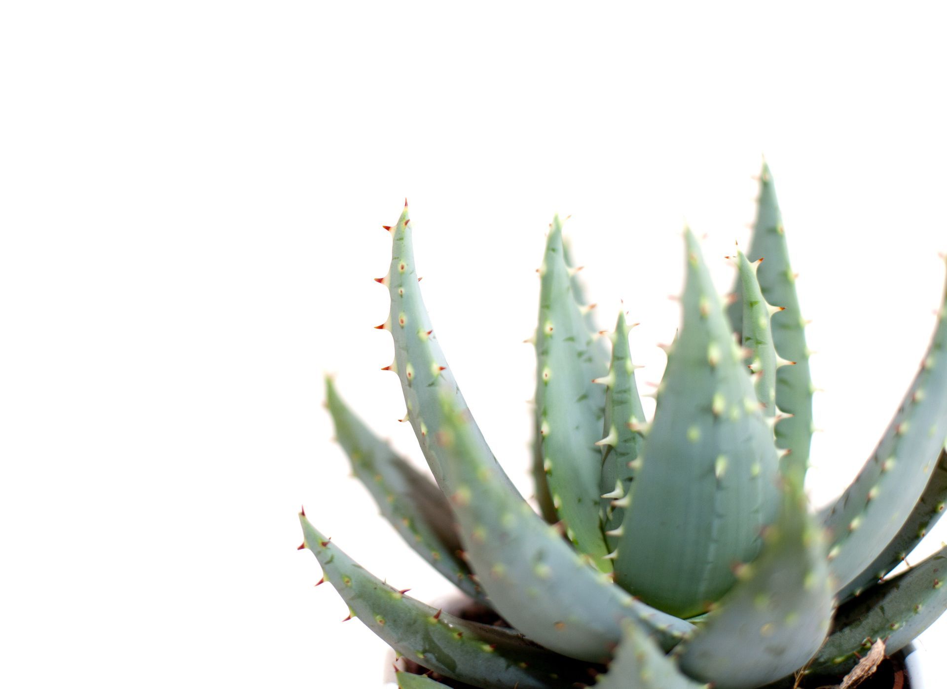 Plant d'aloe vera