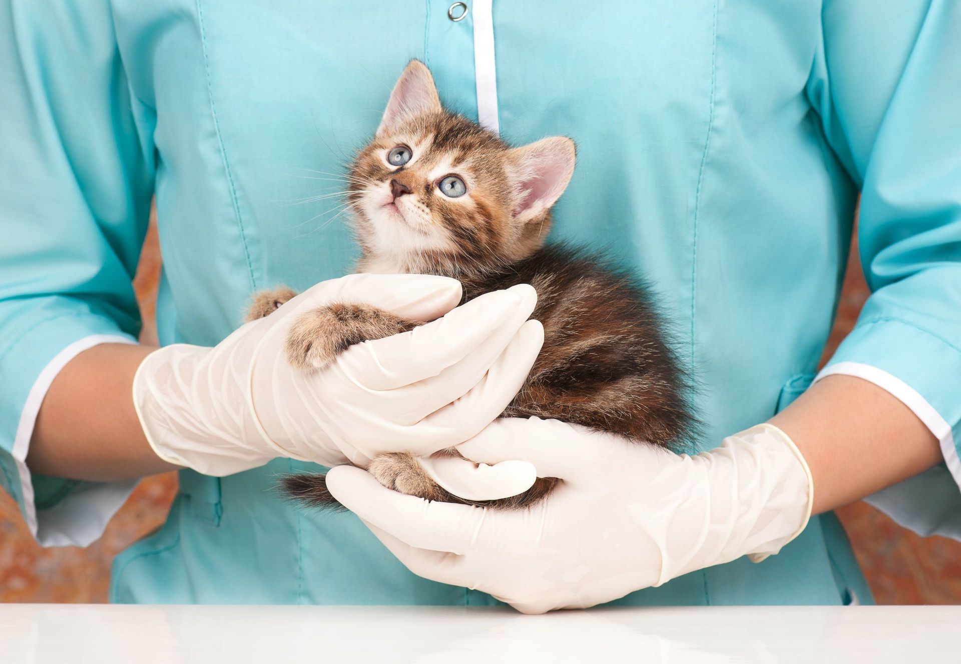 Photo de chat tenu par un vétérinaire