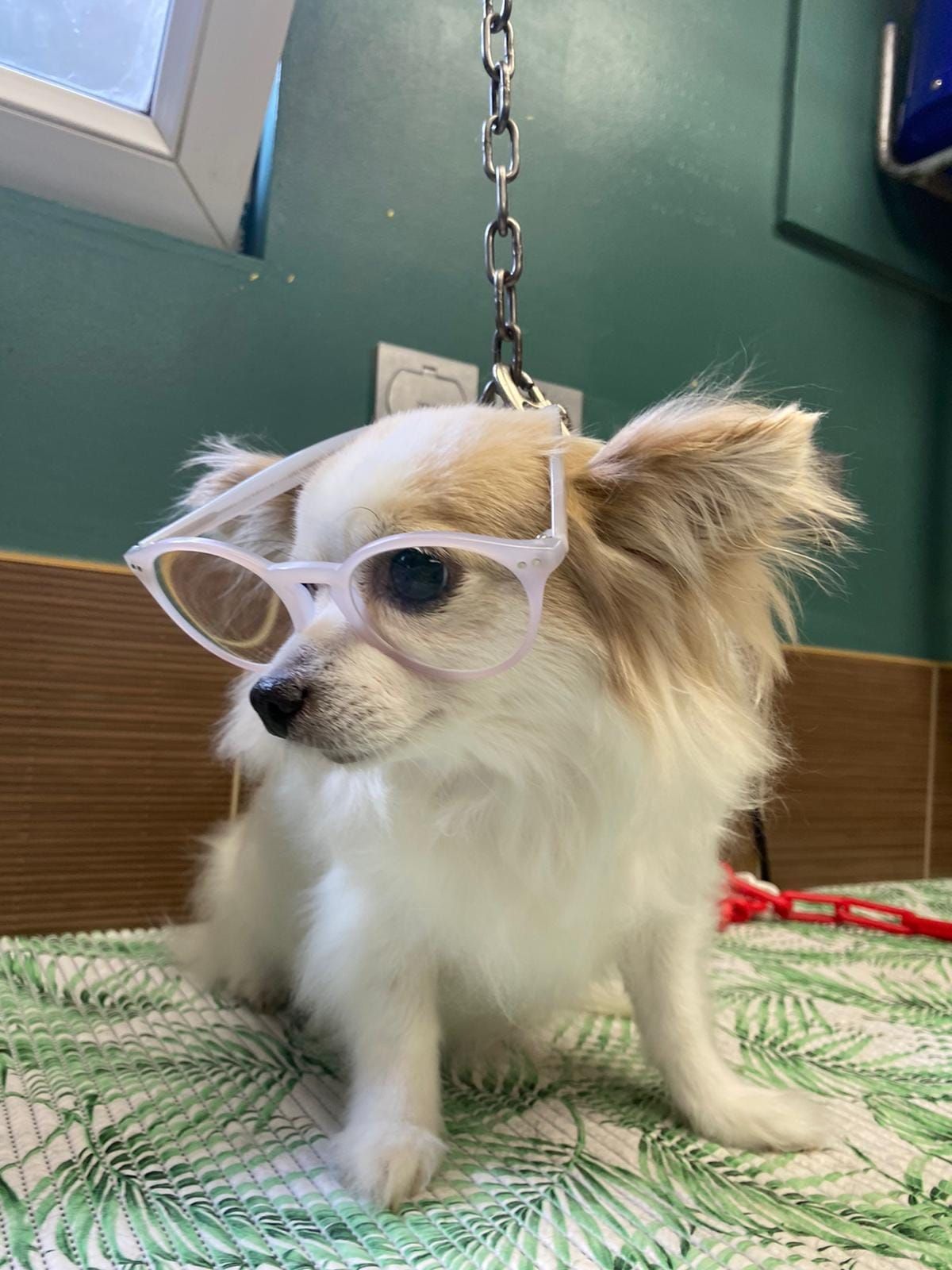 Toilettage d'un chien à poils blancs avec des lunettes