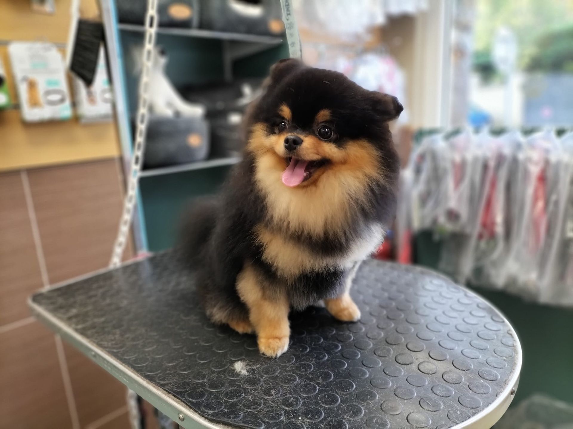 Toilettage de petit chien