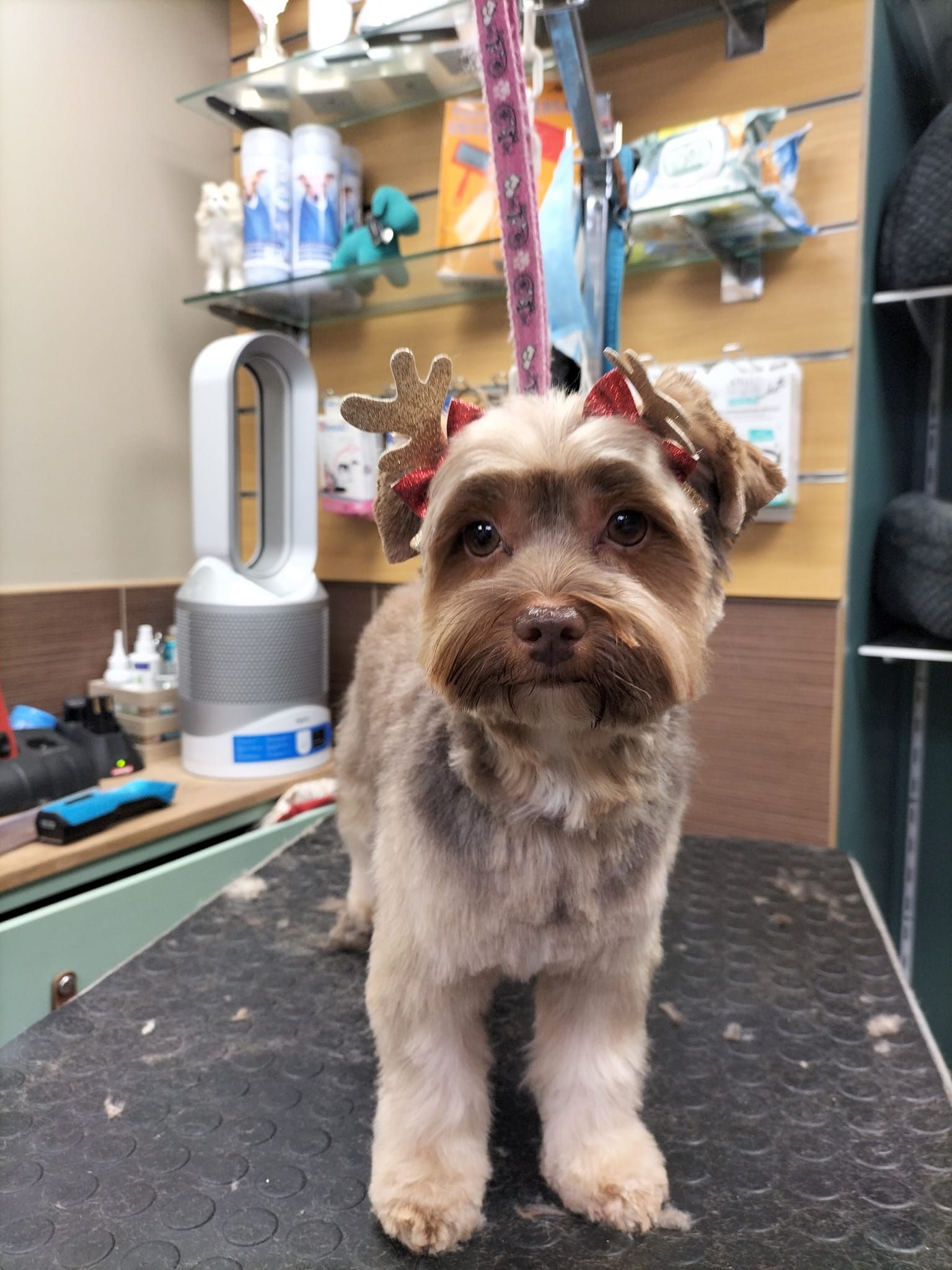 Toilettage de chien avec accessoire de Noël