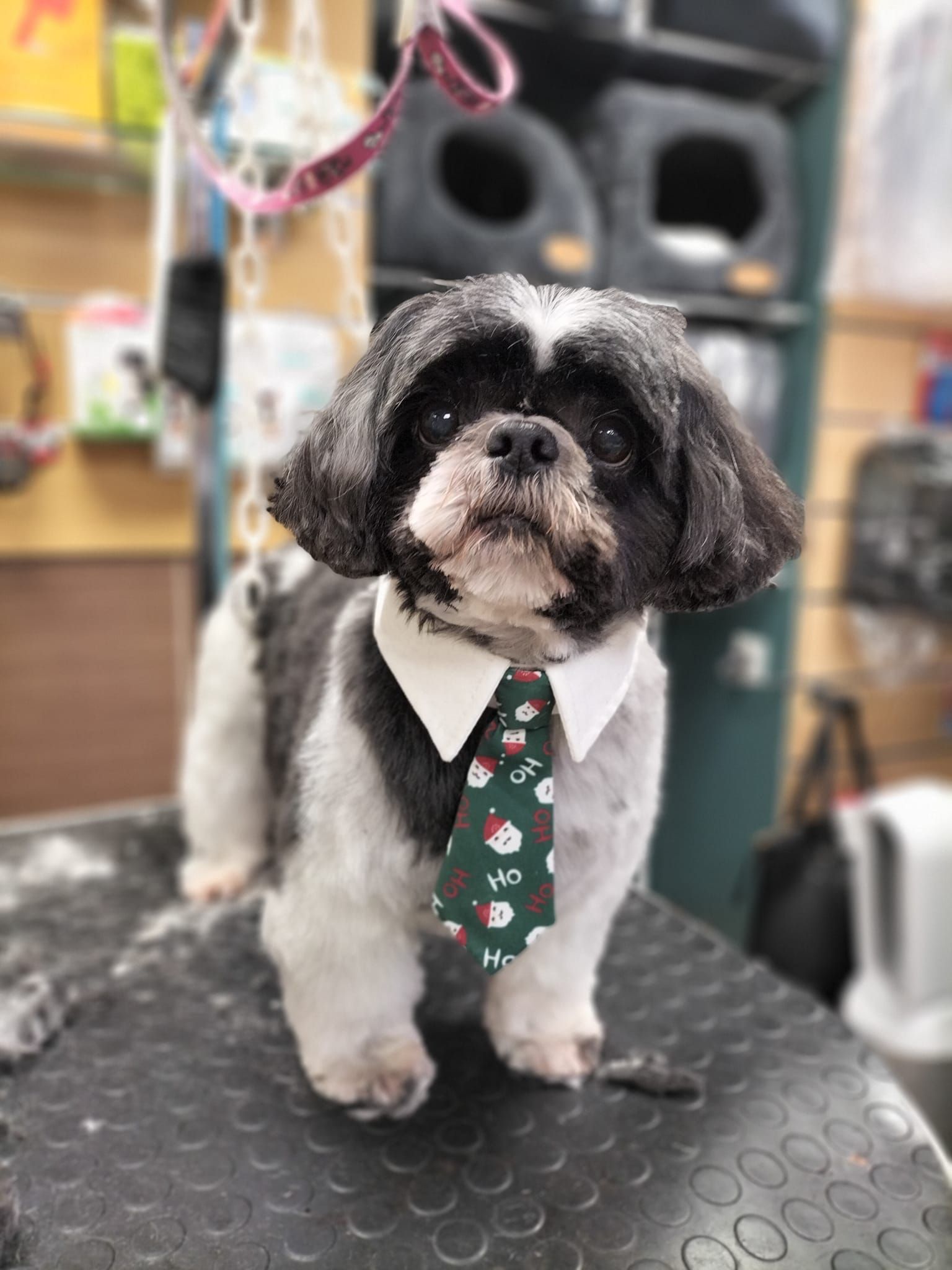 Petit chien avec cravate de Noël