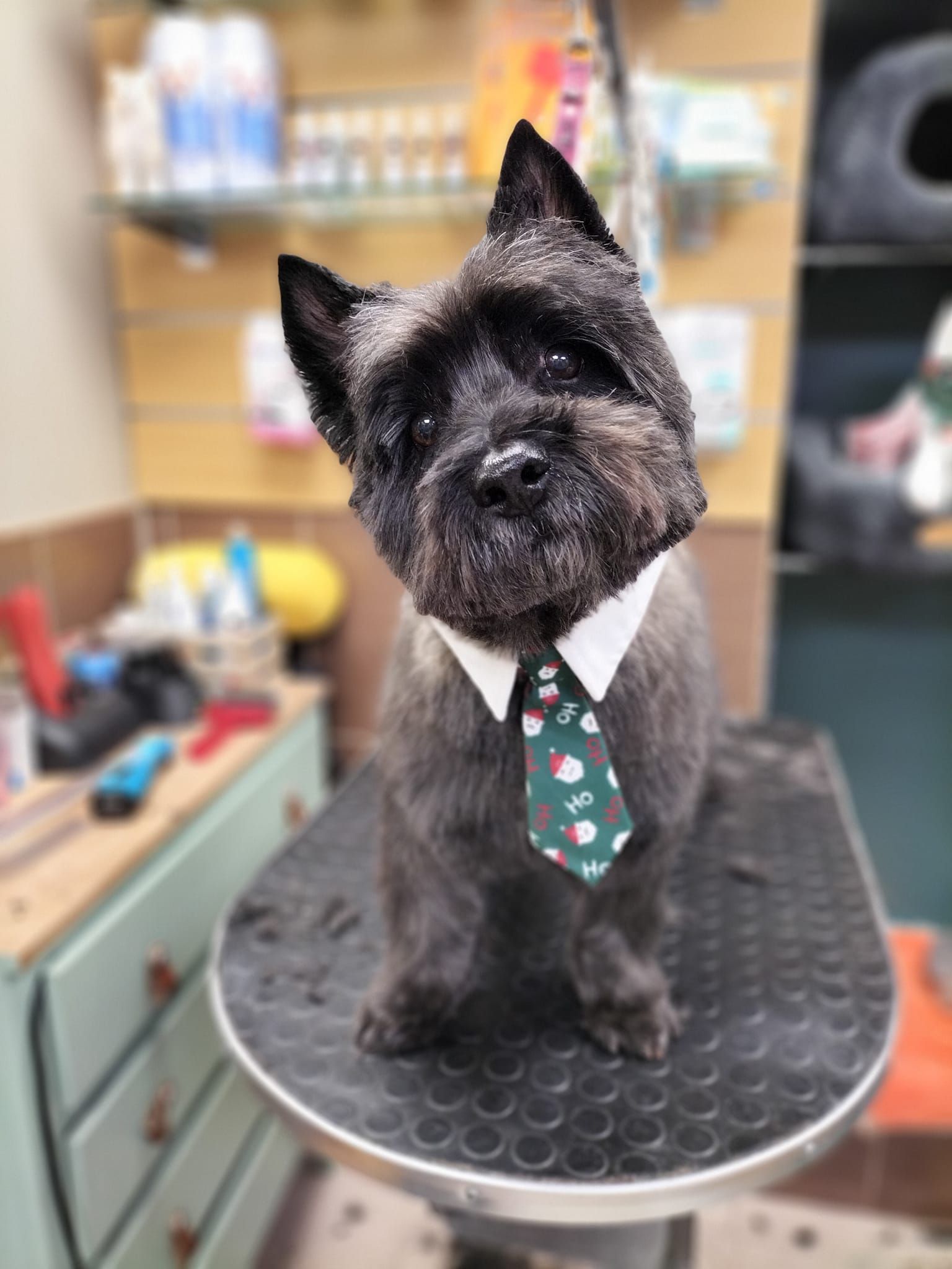 Petit chien toiletté