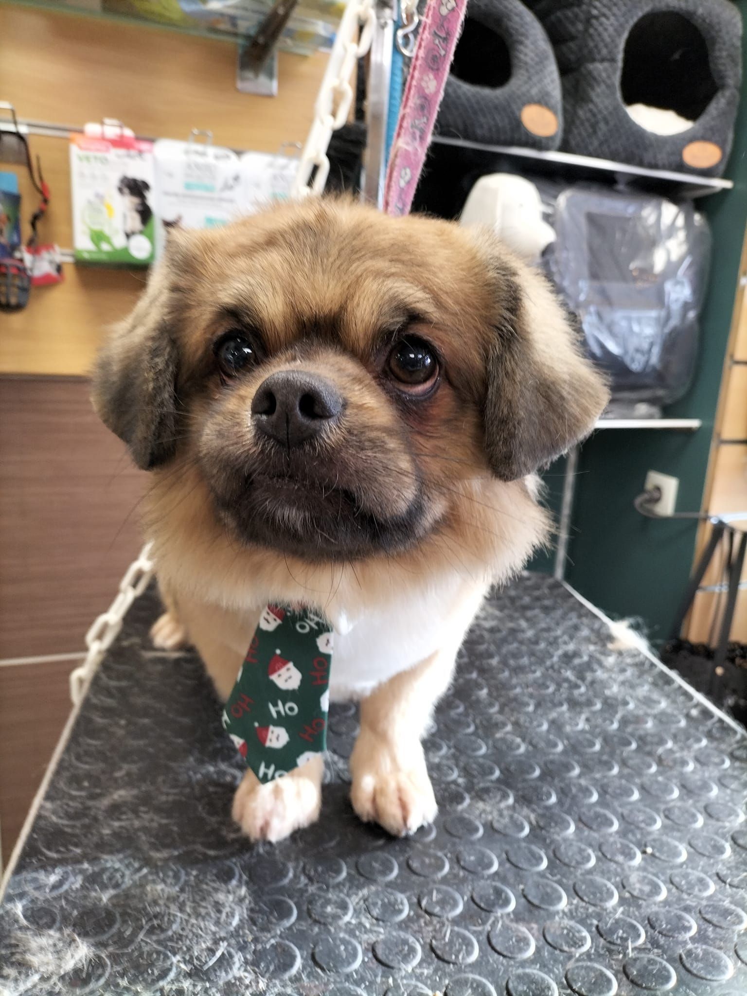 Petit chien avec cravate après toilettage