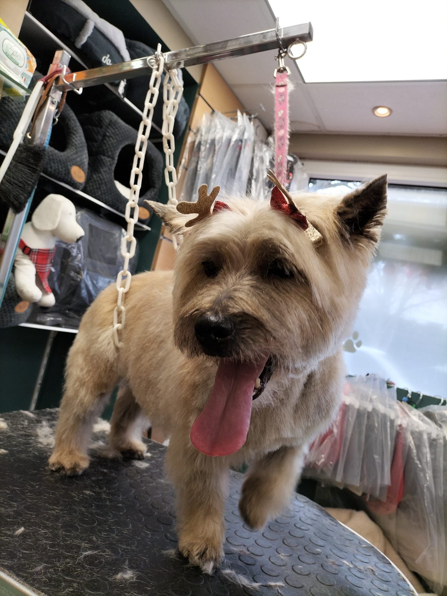 Petit chien avec accessoire de Noël