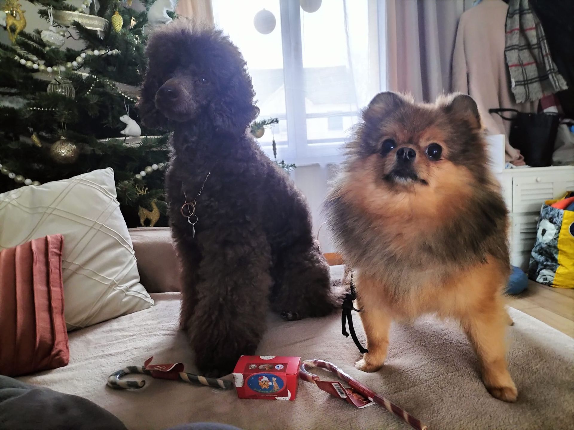 Caniche royal et petit chien