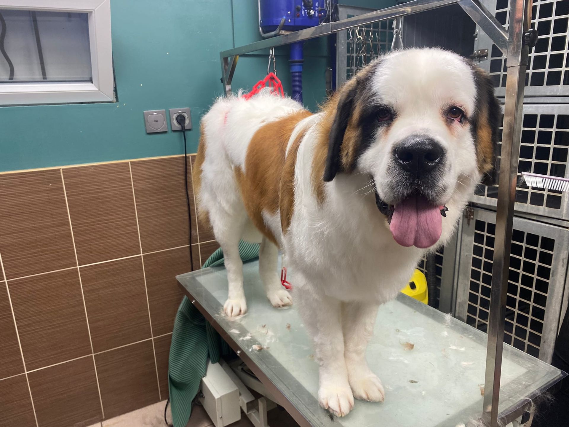 Toilettage d'un grand chien