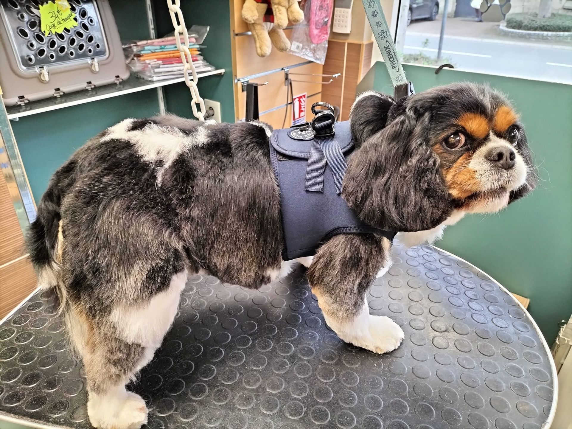 Toilettage complet d'un chien