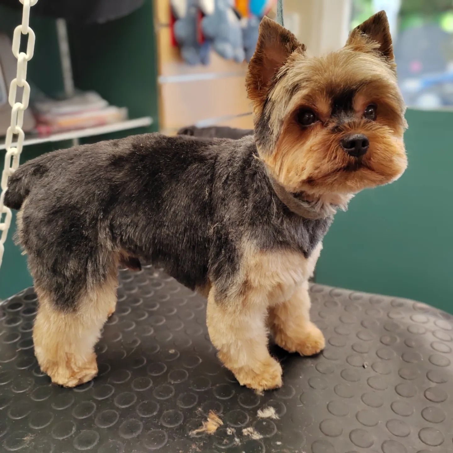 Toilettage d'un petit chien