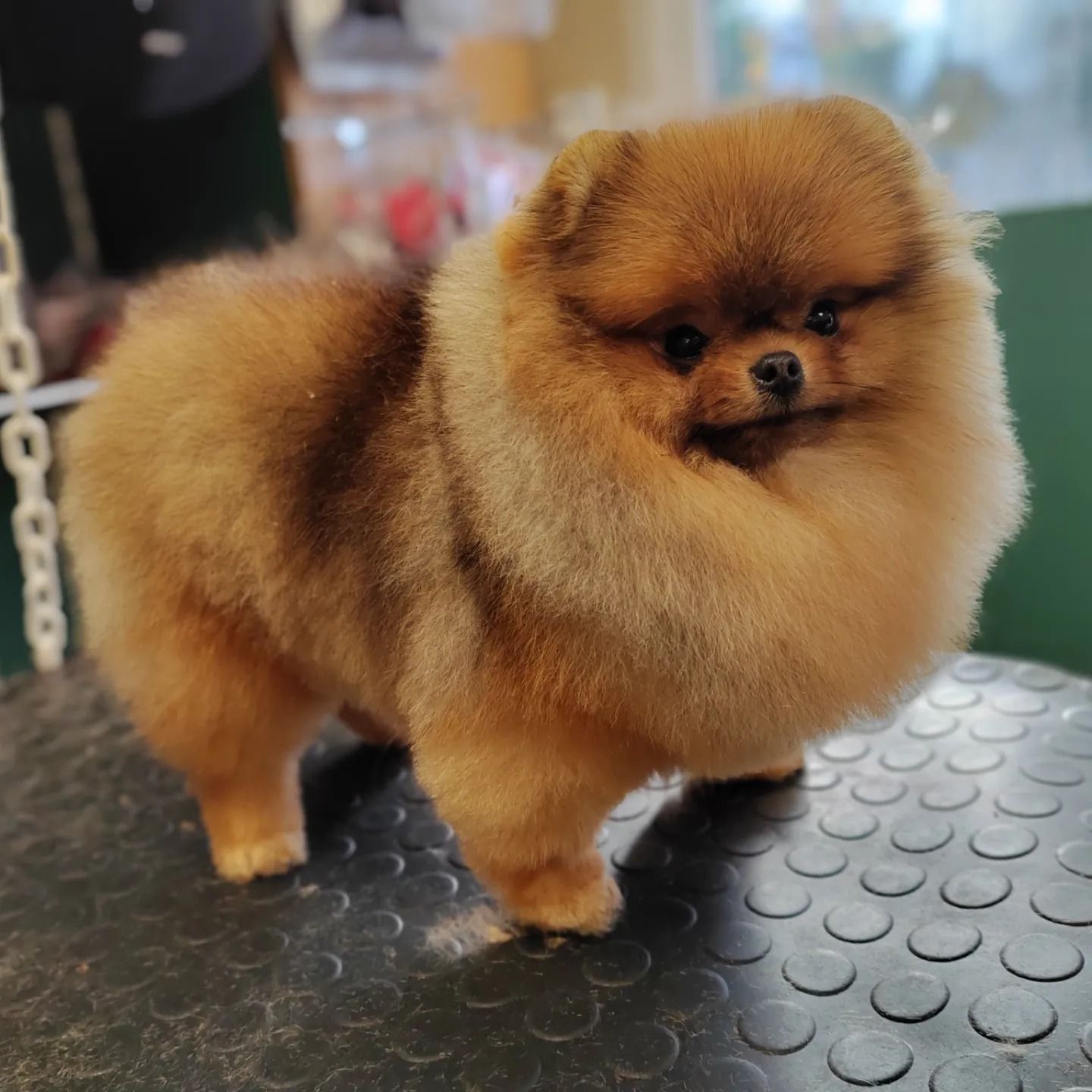 Toilettage d'un Loulou de Poméranie