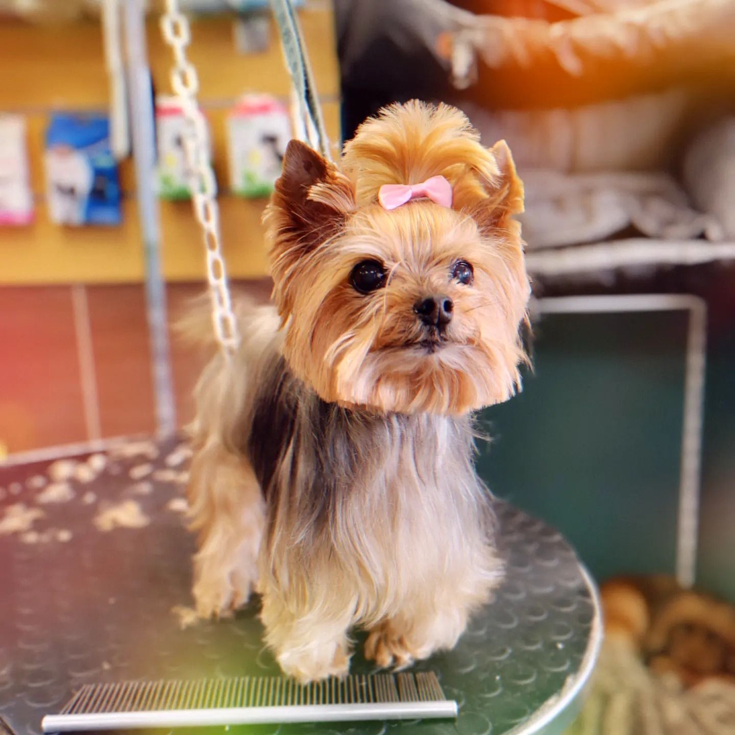 Toilettage d'un yorkshire avec un nœud
