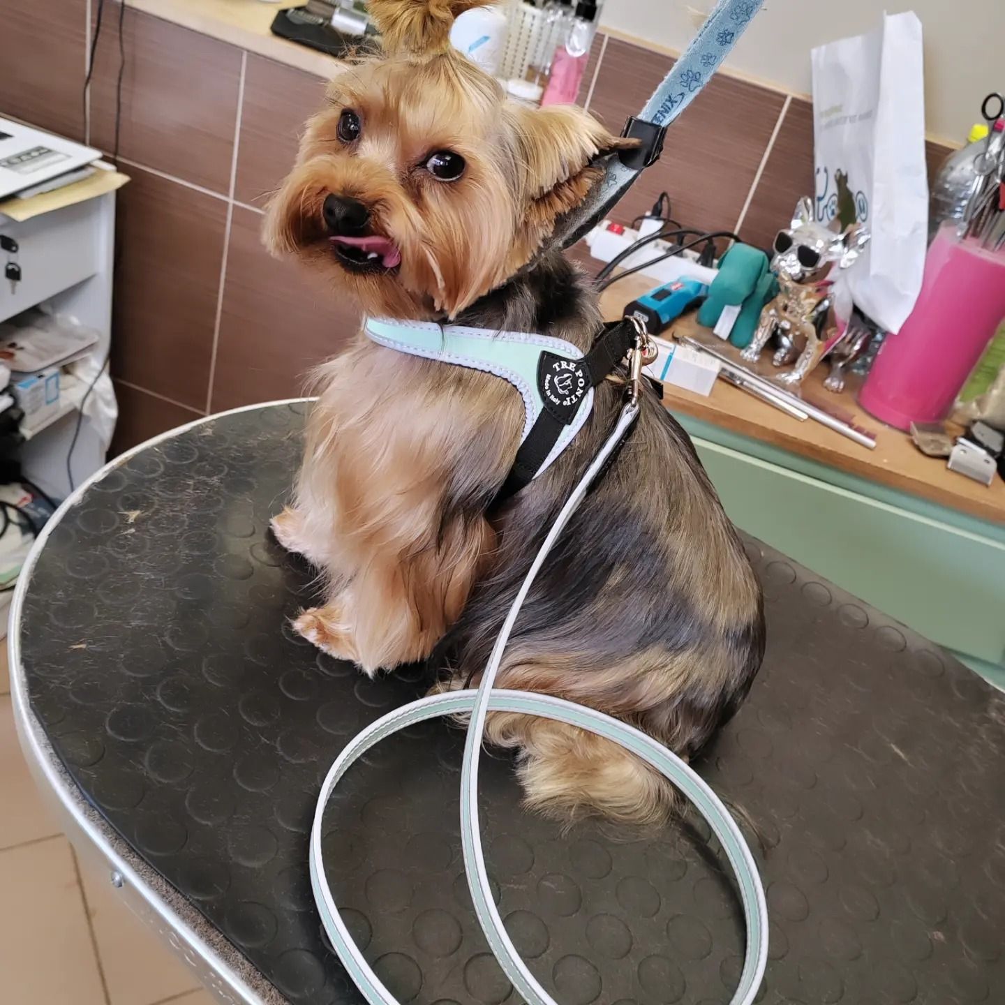 Toilettage d'un yorkshire