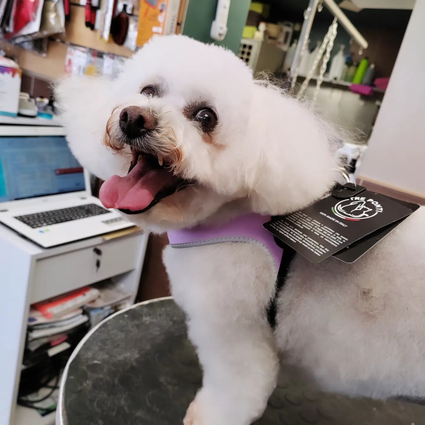 Toilettage d'un caniche