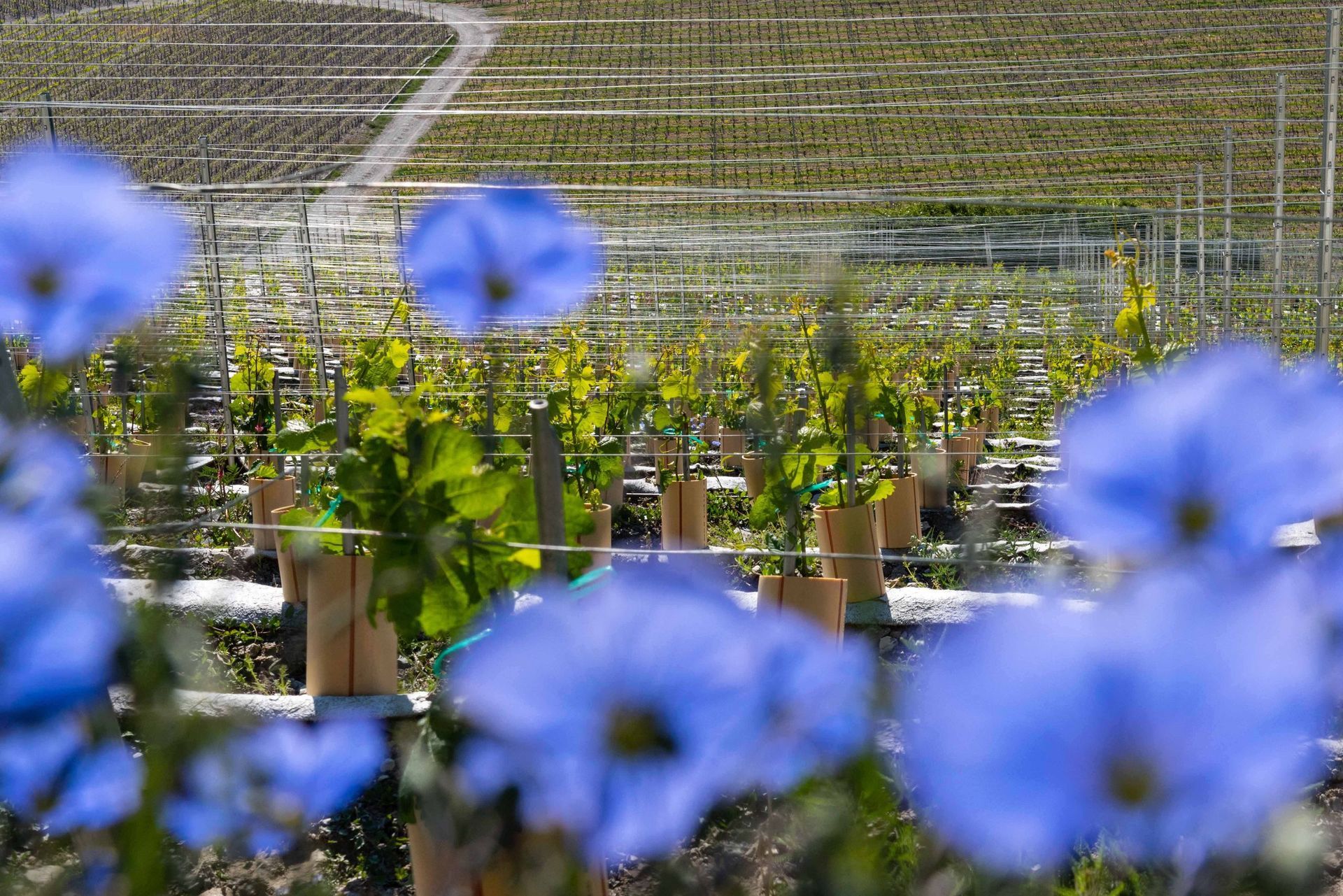 Cave des Bernunes - vineyard biodiversity - Sierre - Valais