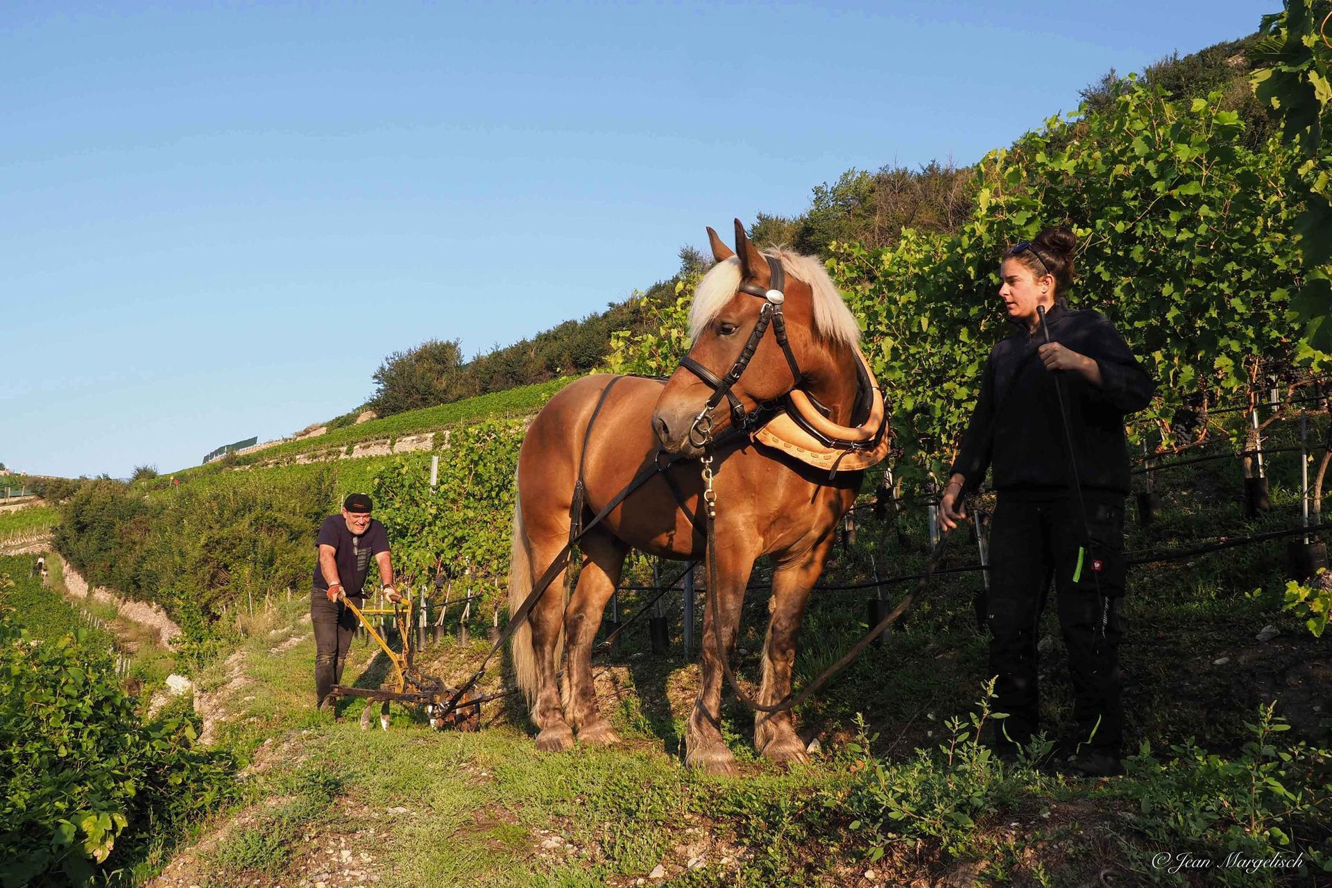 Taking care of the soil and vineyards - Horse - Cave des Bernunes - Valais