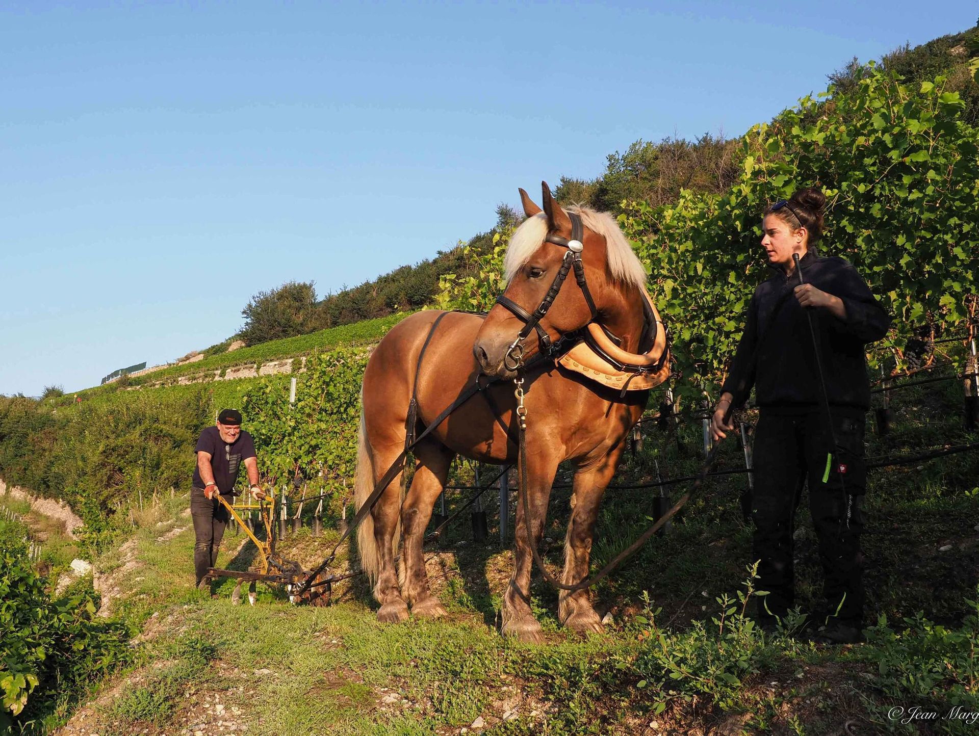 Cave des Bernunes - ploughing the soil with horses- Sierre - Valais
