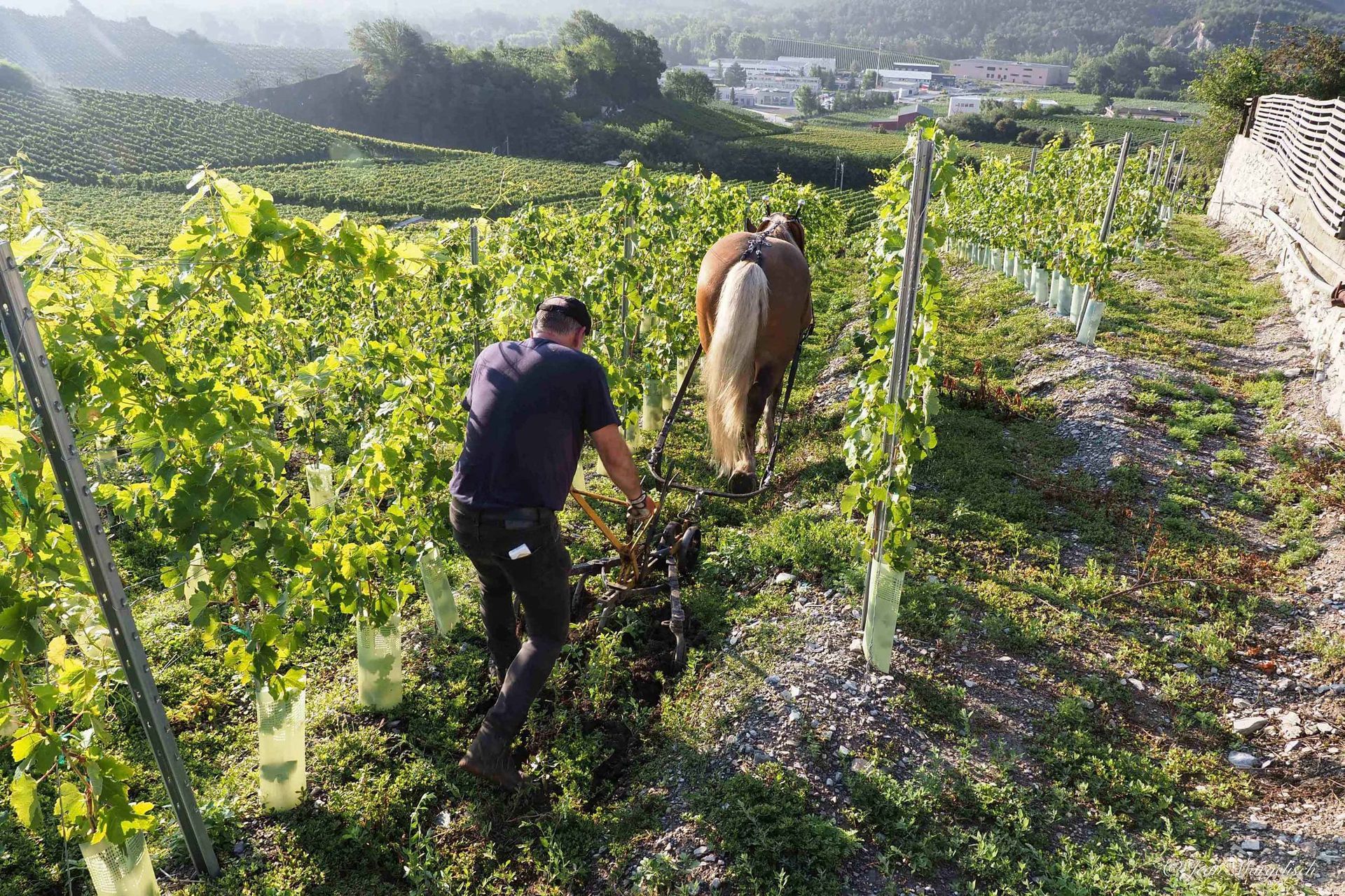 Cave des Bernunes - ploughing the soil with horses - Sierre - Valais