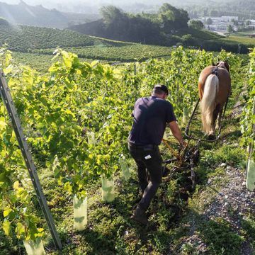 Cave des Bernunes - les gammes de vins - Sierre - Valais