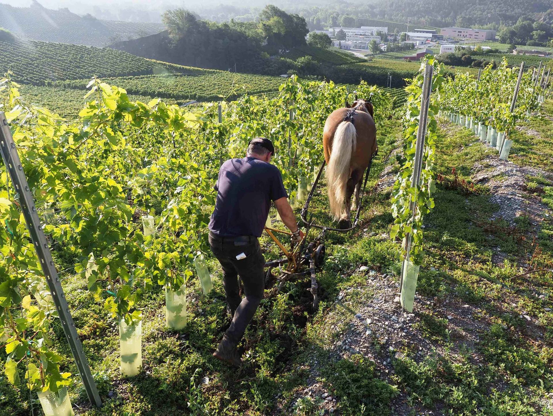 Cave des Bernunes - ploughing the soil with horses- Sierre - Valais