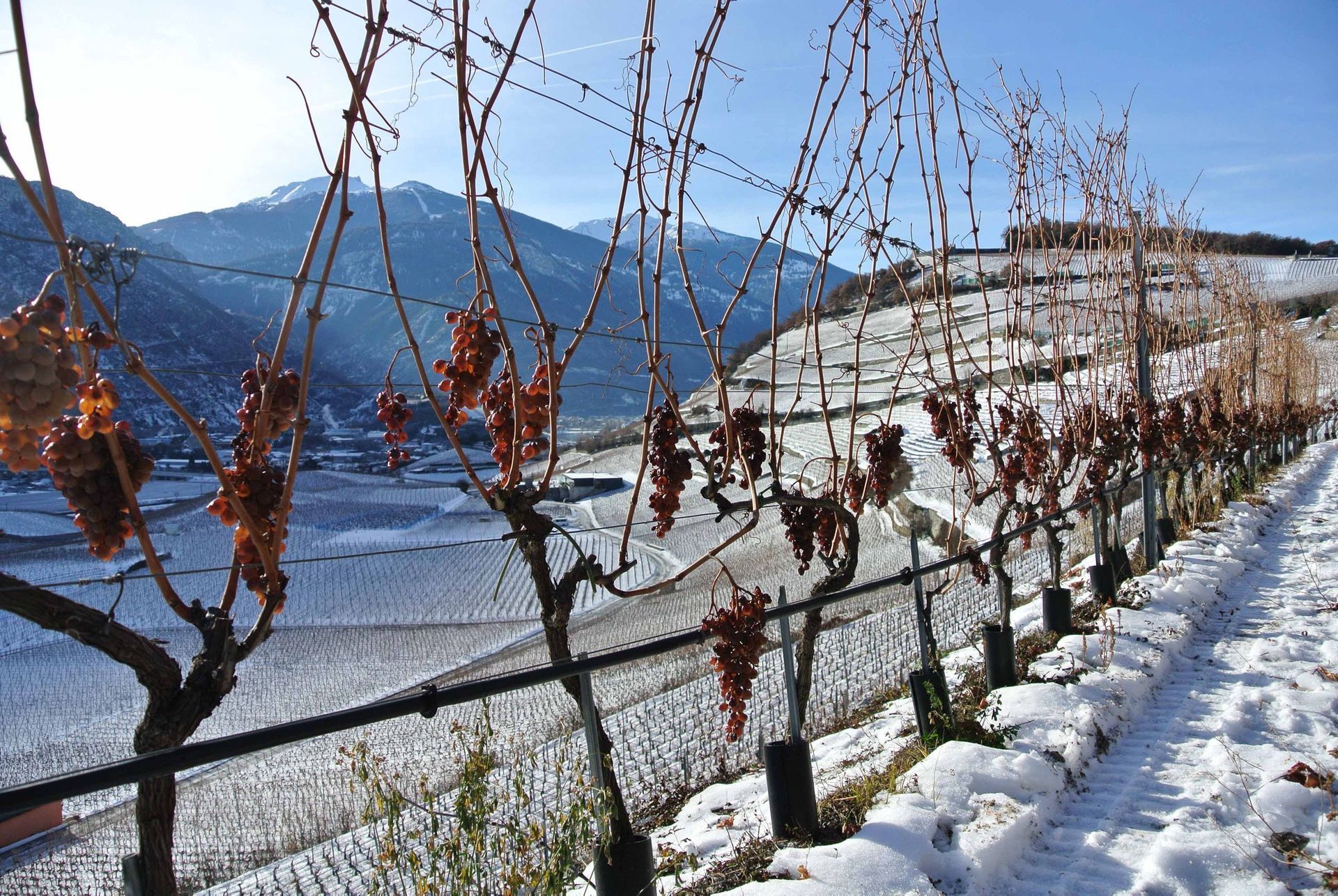 Cave des Bernunes - late harvest grapes - Sierre - Valais