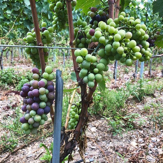 Red wine - bottles - Cave des Bernunes - Sierre - Valais
