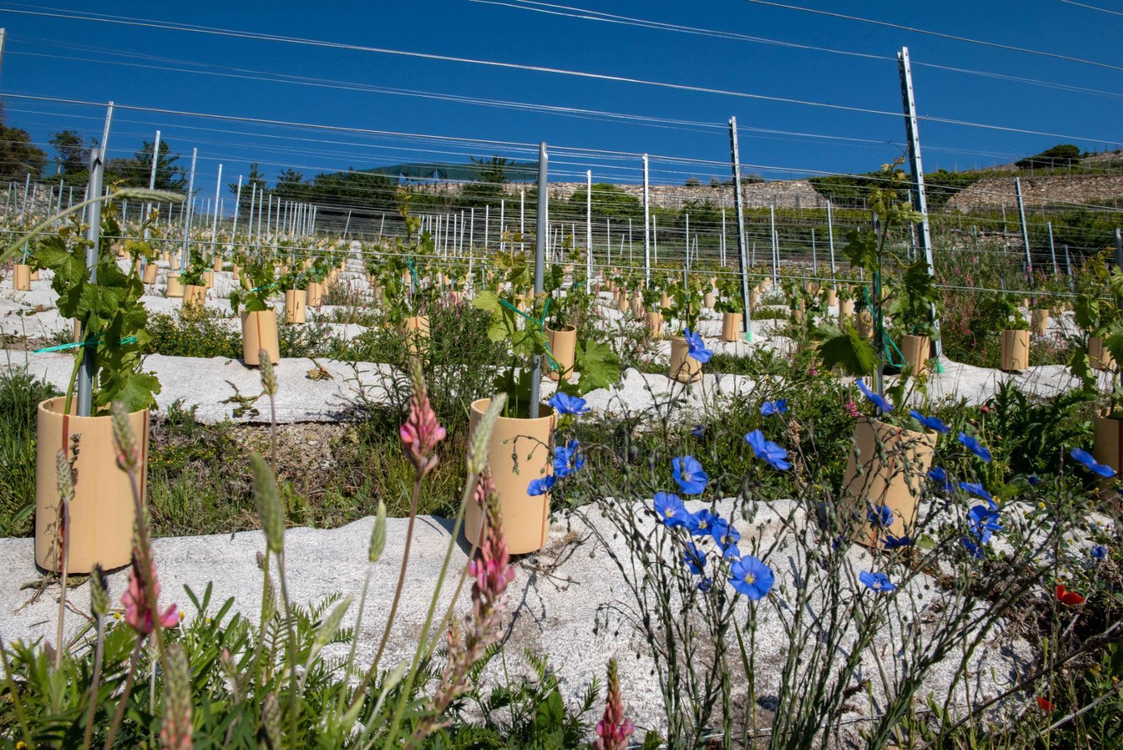 Cave des Bernunes - vineyard biodiversity - Sierre - Valais