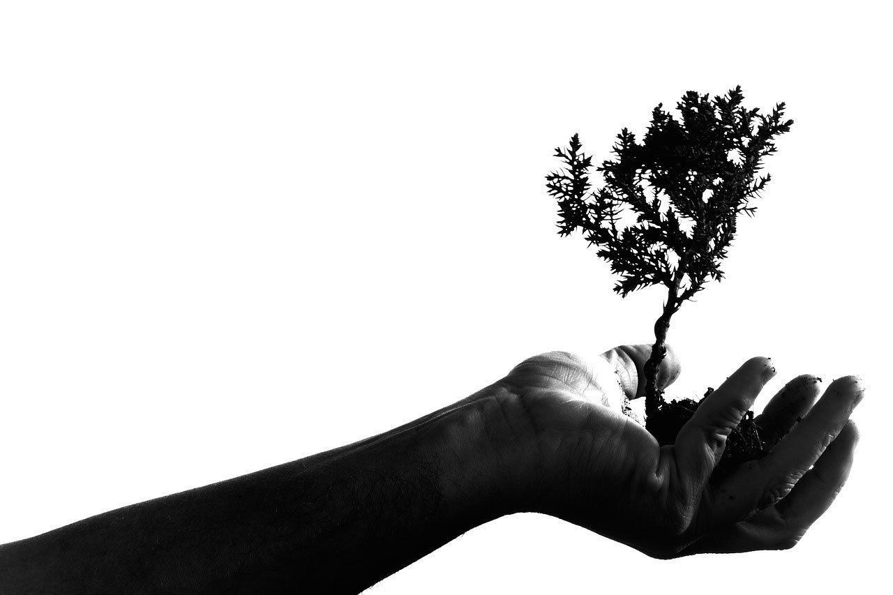 Une main en noir et blanc tient un jeune arbre aux racines apparentes.