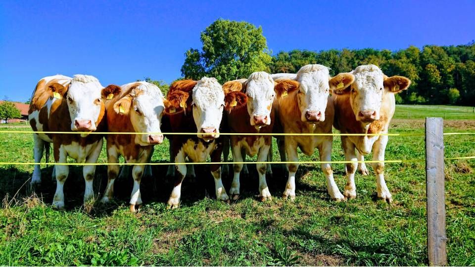 Sechs braun-weisse Kühe stehen in einer Reihe auf einer grasbewachsenen Weide und spähen durch einen zweidrähtigen Elektrozaun.