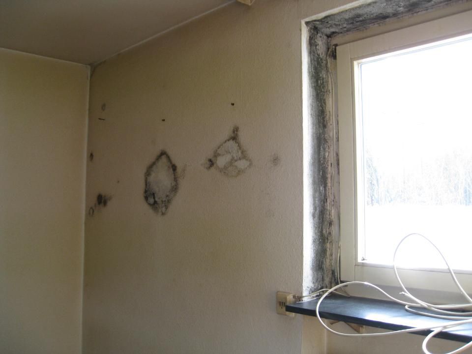 Malerbetrieb Blum GmbH & Co. KG, Schimmel in Innenraum neben einem Fenster