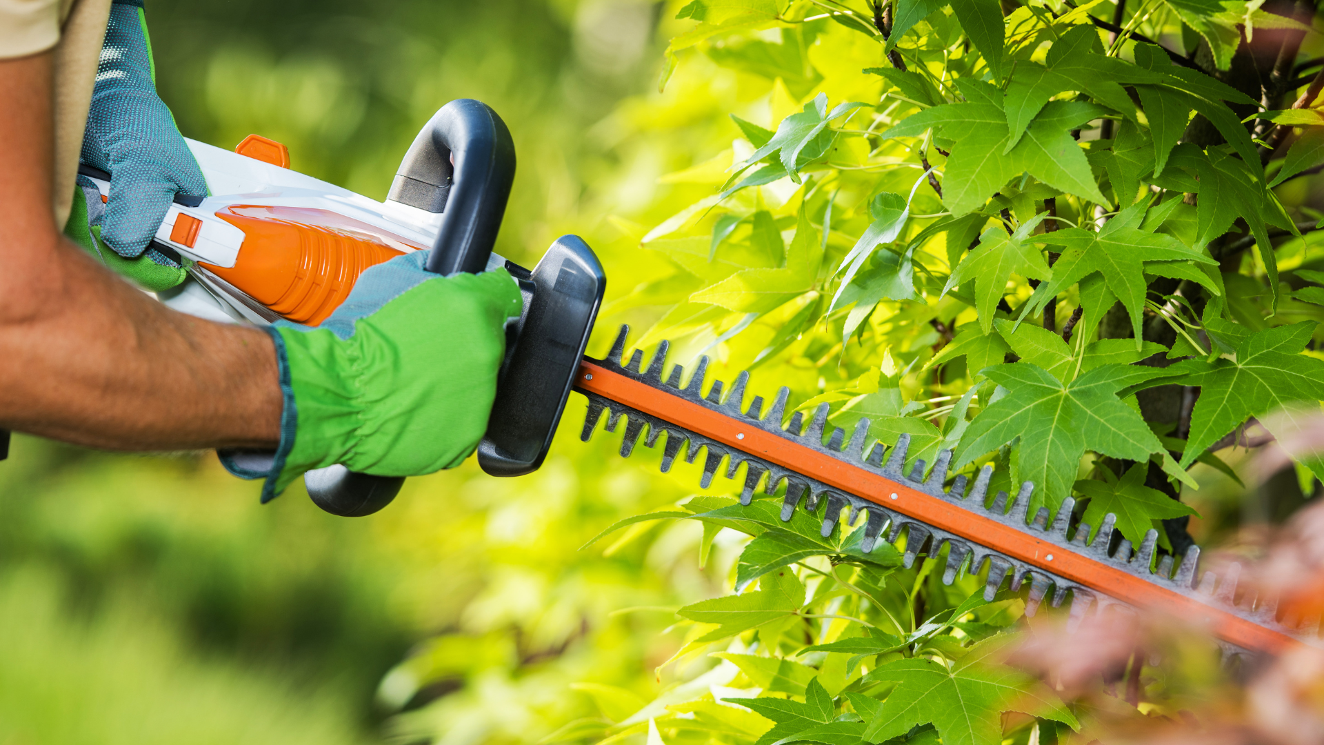 Une personne utilise un taille-haie pour tailler une haie verte et feuillue dans un environnement ensoleillé.