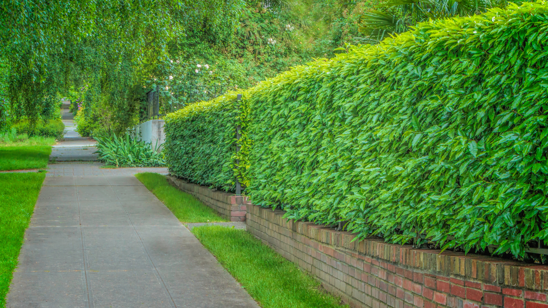 Trottoir longeant un mur de briques bordé d'une haute haie verte.