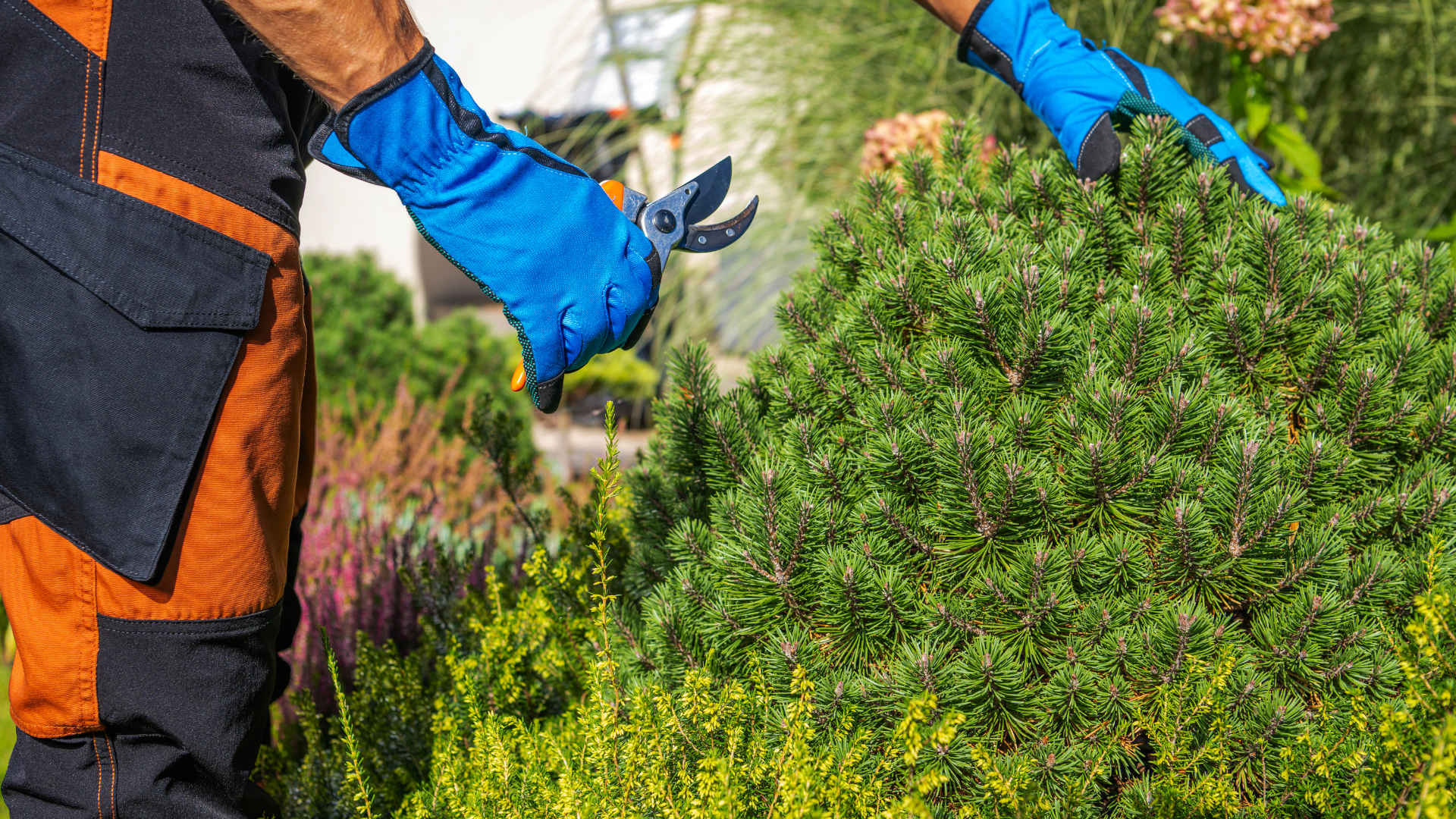 Une personne portant des gants bleus taille un buisson vert avec un sécateur à l'extérieur.