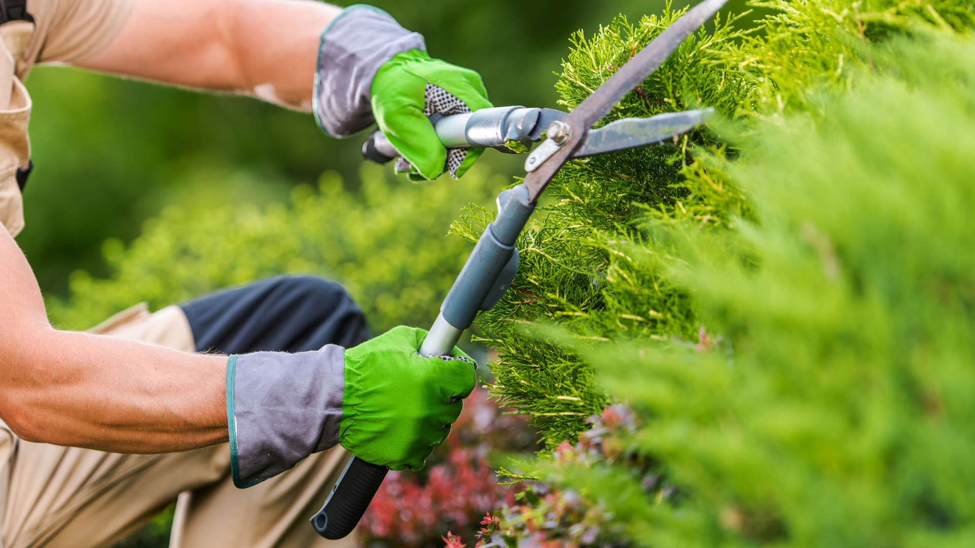 Une personne taillant un buisson vert avec des cisailles, portant des gants verts, dans un jardin.