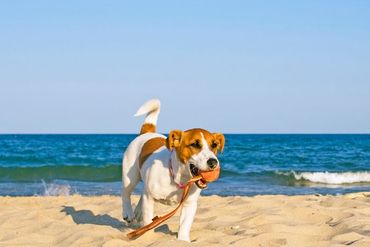 Pet-Friendly Stays
