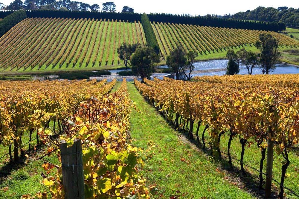 Red Hill vineyard countryside
