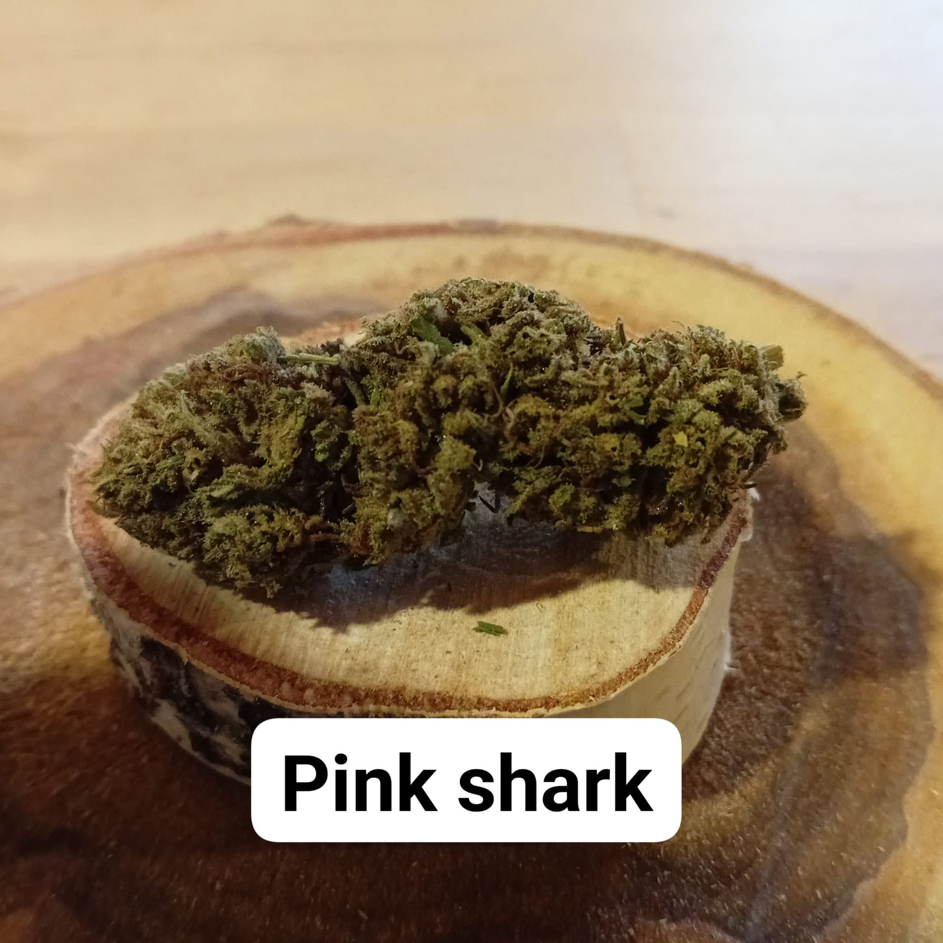 Variété Pink Shark
