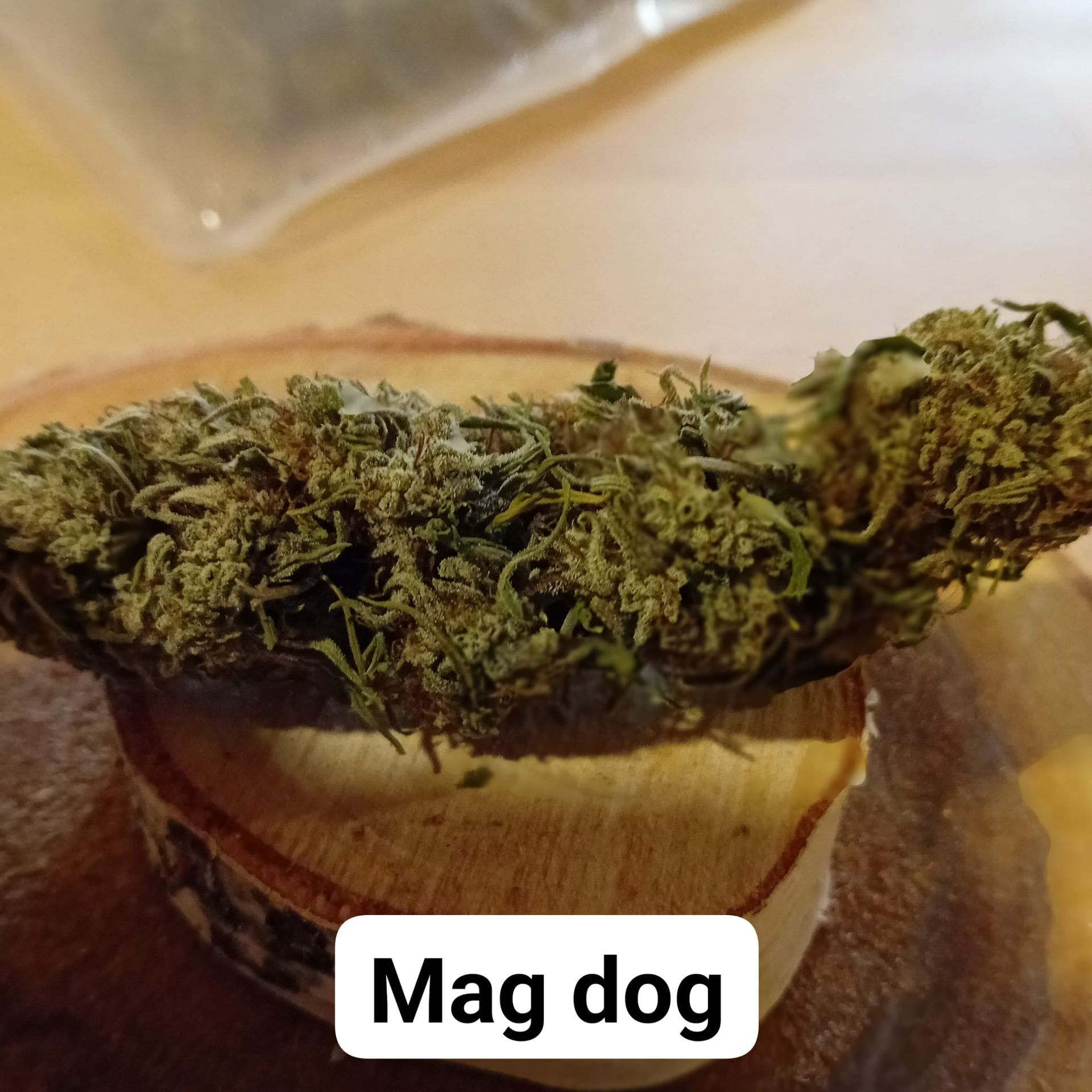 Variété Mag dog