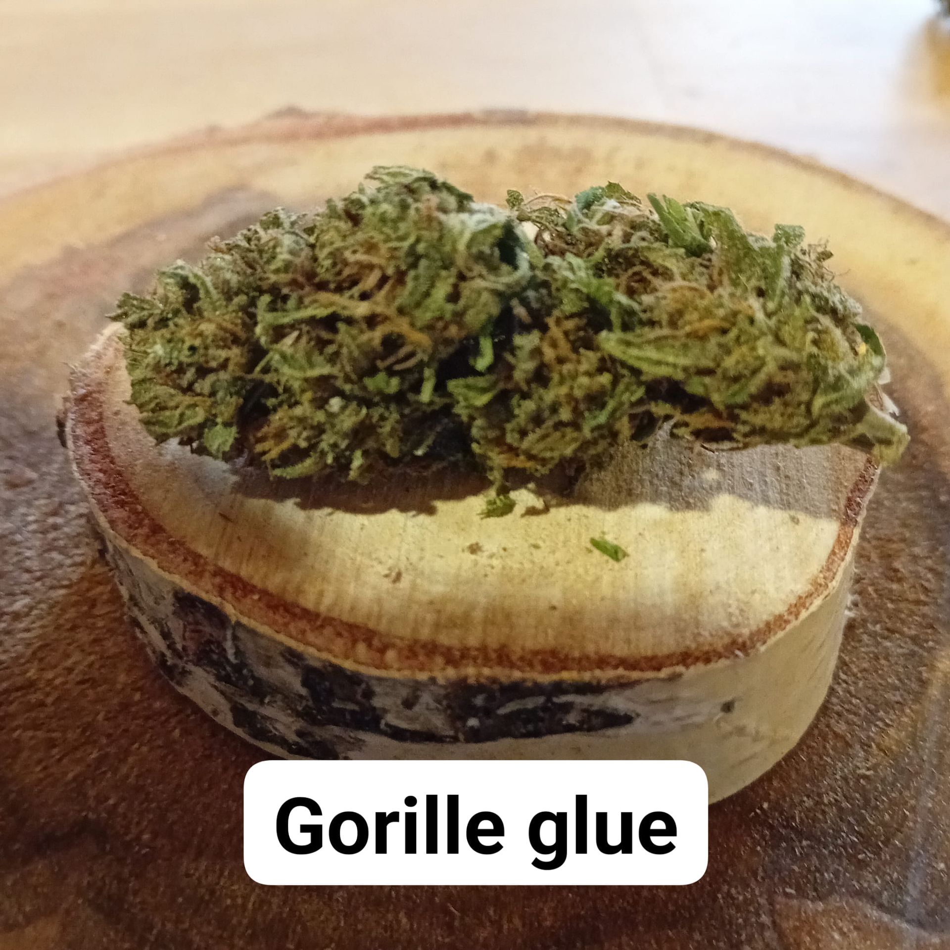 Variété Gorille glue