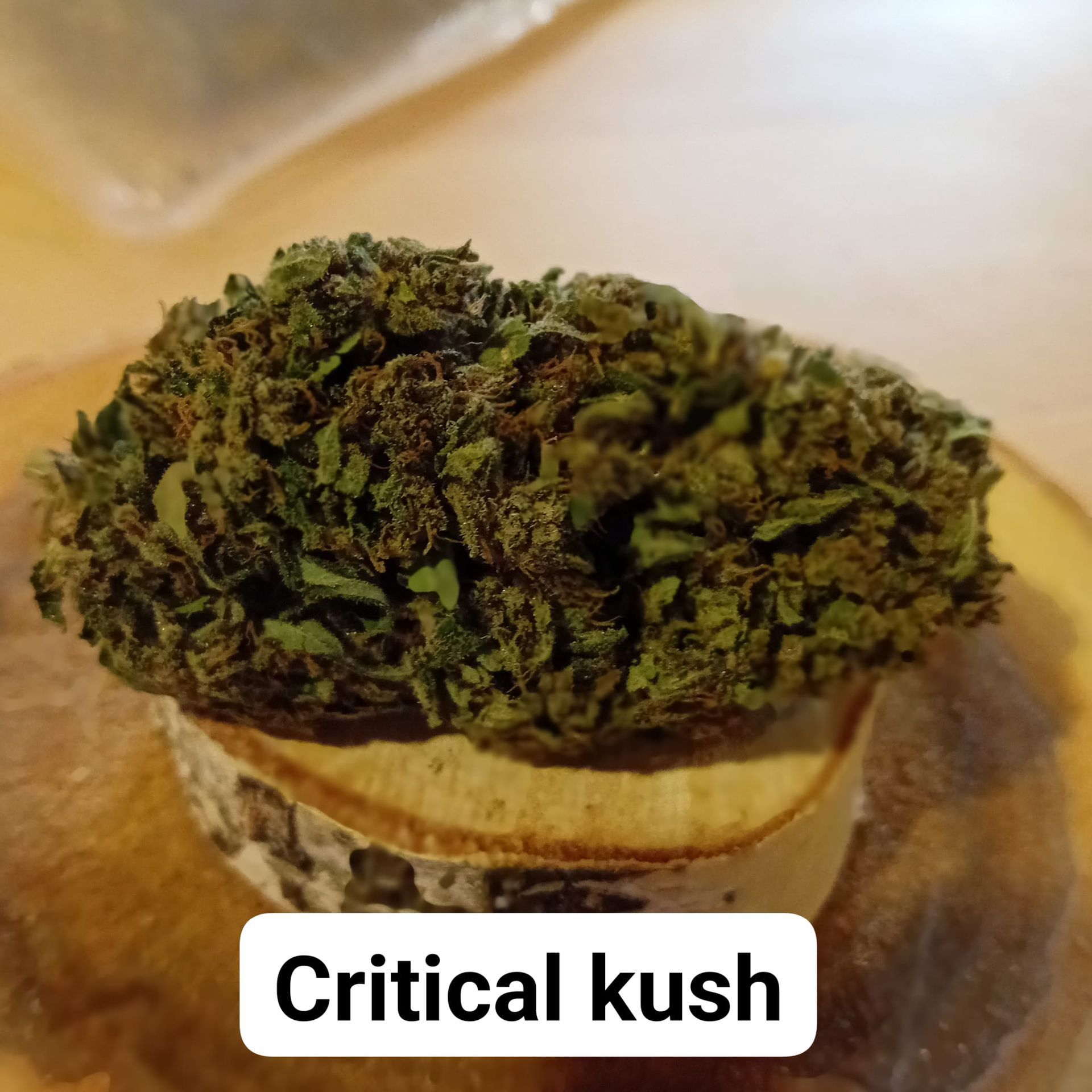 Variété Critical Kush