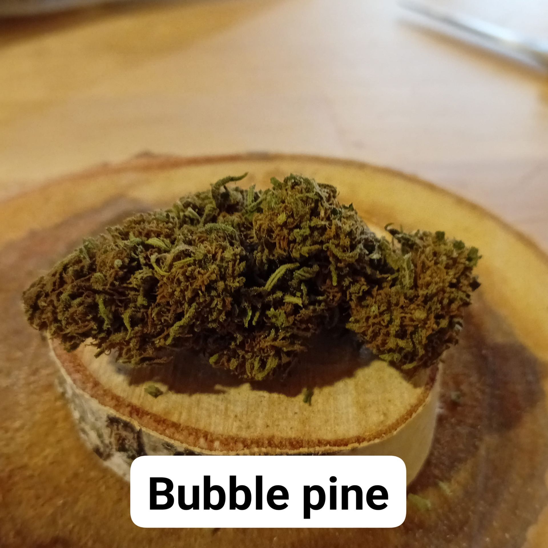 Variété Bubble Pine