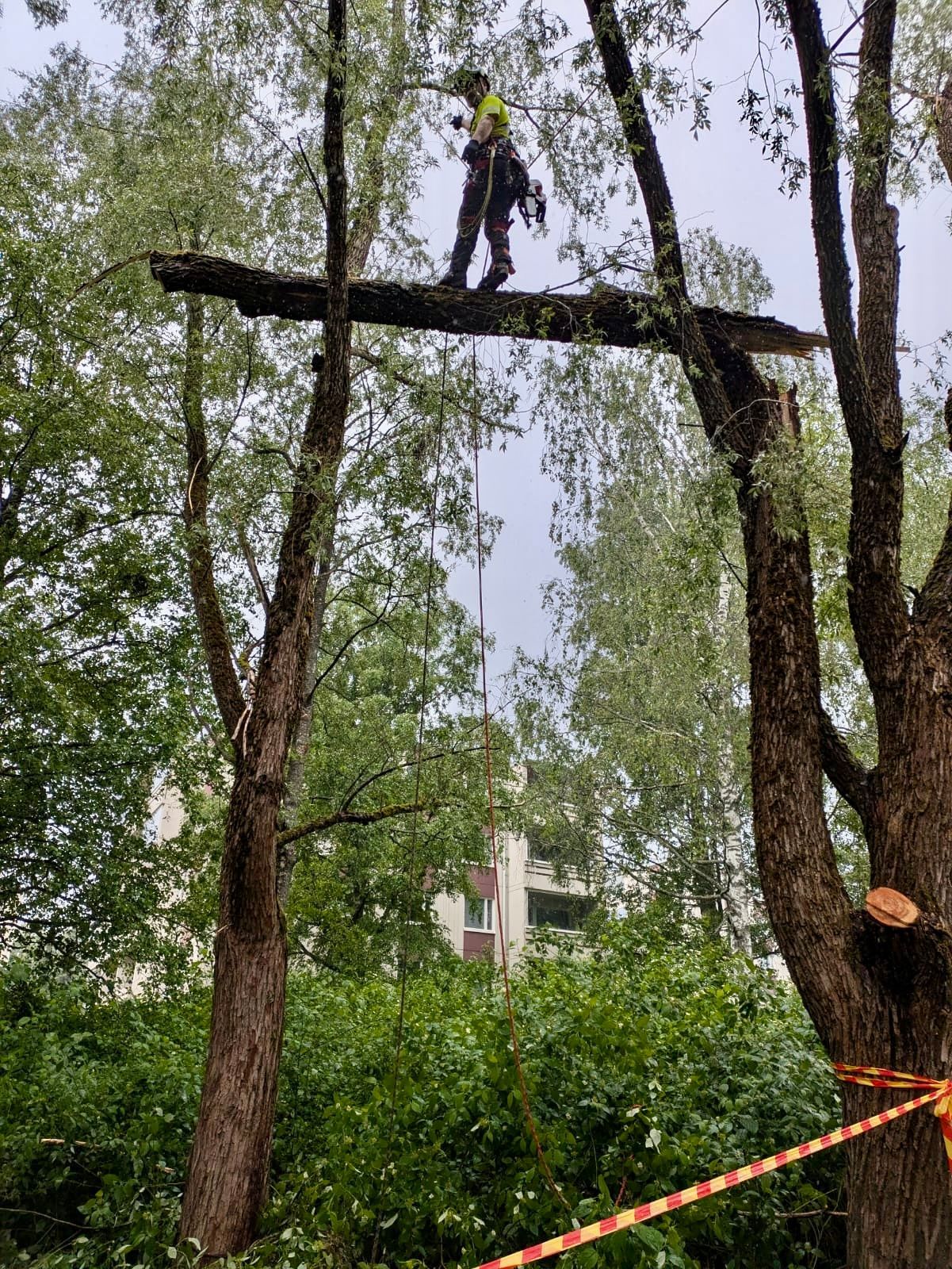 ArborisTeja suorittaa ammattitaitoiset puiden riskiarvioinnit koko Uudenmaan alueella.