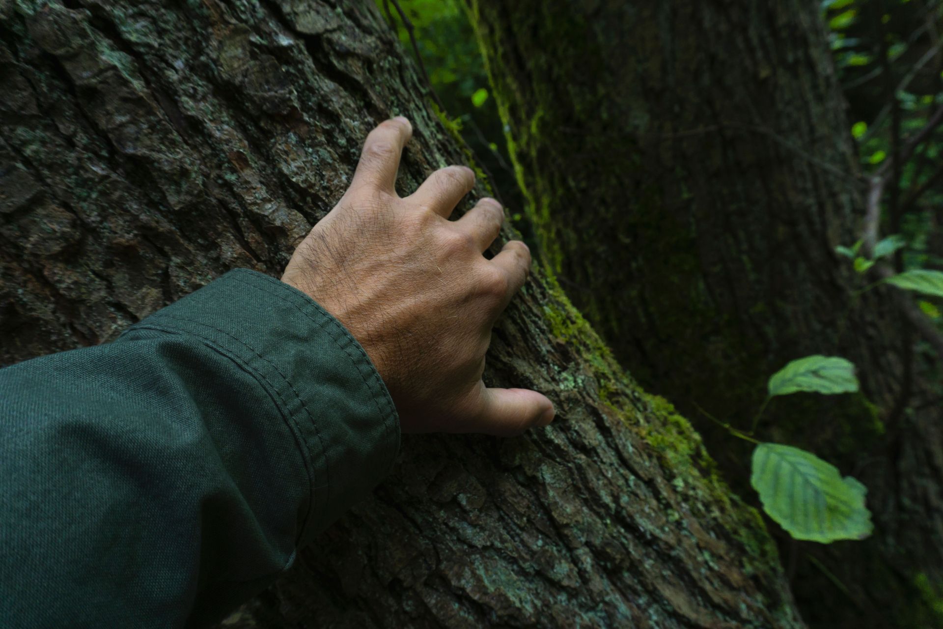 Hand touching rough tree bark in a dark green forest