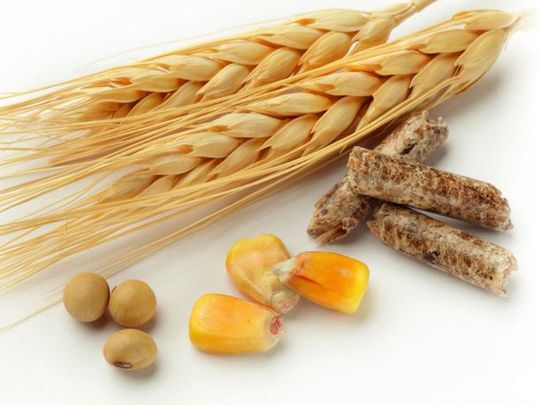 Mühle Qualitätsfutter - Mühle Bigenthal in Bigenthal