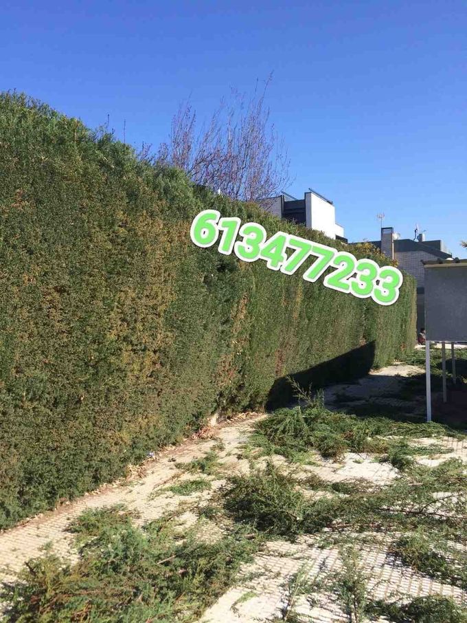 Jardín soleado con un alto seto verde, suelo arenoso y el tejado de una casa al fondo.