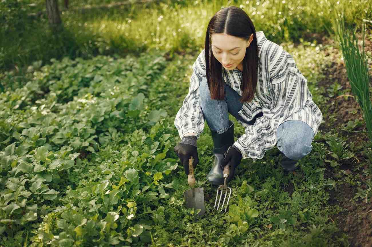 Una persona se arrodilla para cosechar cultivos de hojas verdes en un campo agrícola con una pequeña herramienta manual.