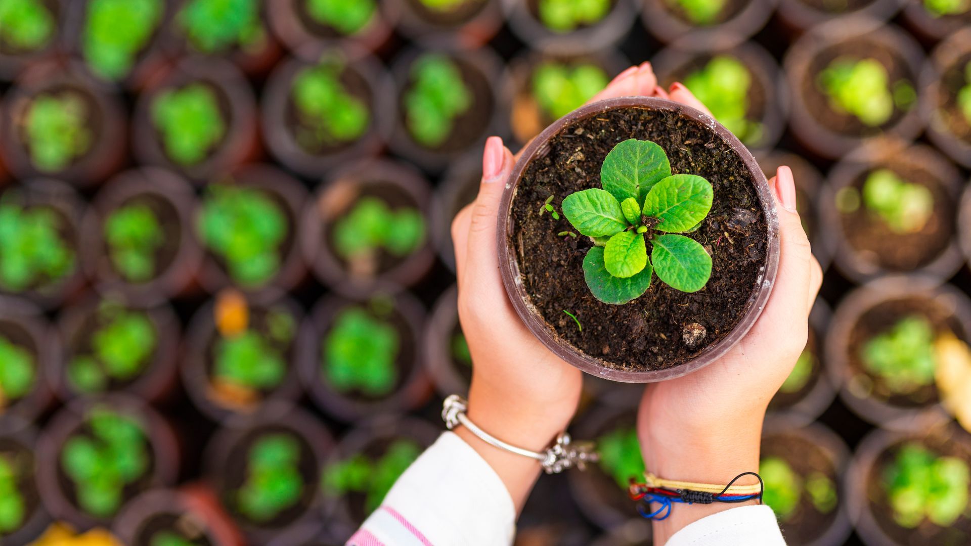 Des mains tiennent un petit plant en pot au-dessus de rangées de jeunes plants.